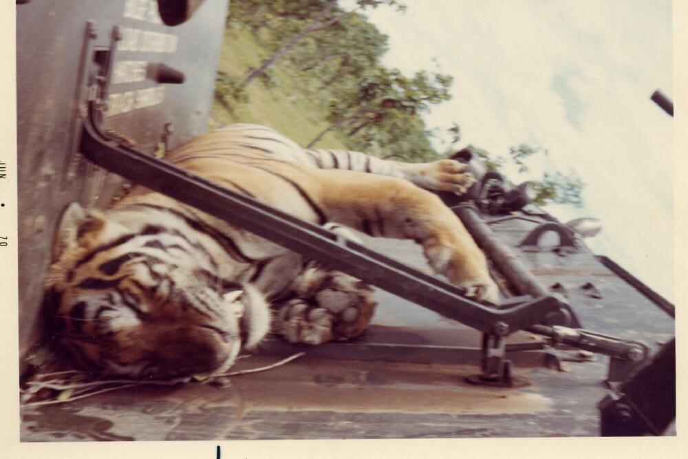 tiger getting killed